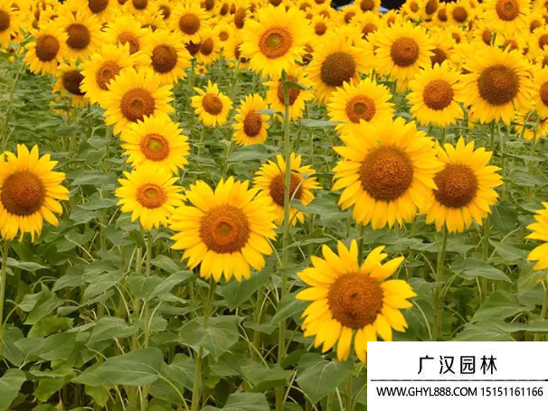 矮多頭向日葵 矮多頭向日葵