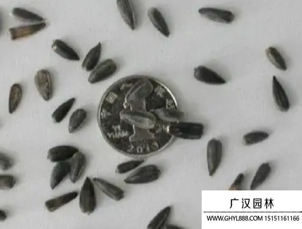 矮向日葵種子 矮向日葵種子