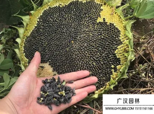 食用大粒矮桿向日葵種子