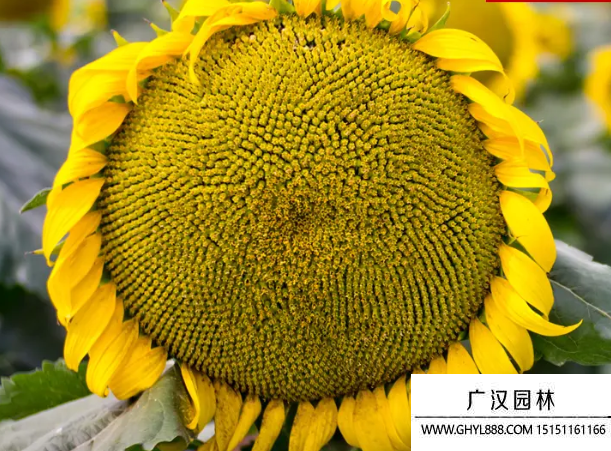 食用大粒矮桿向日葵種子