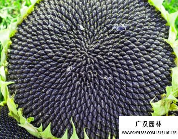 食用大粒矮桿向日葵種子