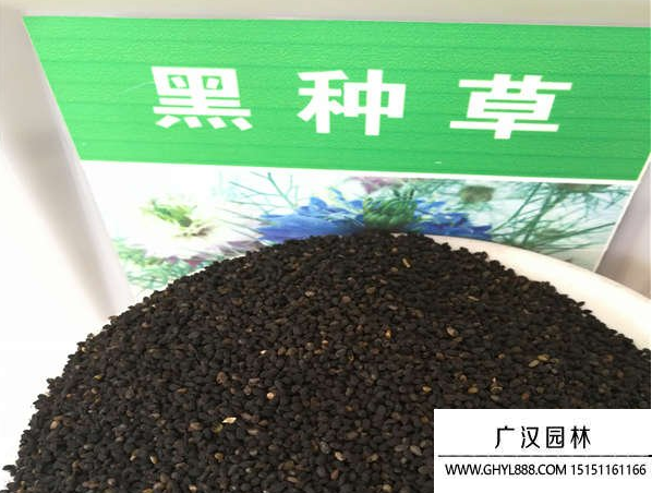 黑種草種子