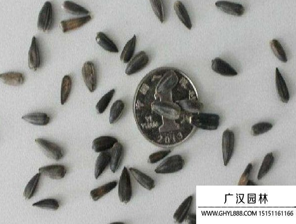 向日葵種子 向日葵種子