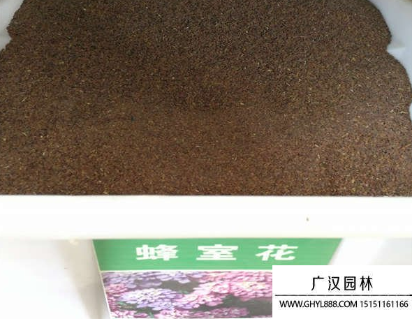 蜂室花種子 蜂室花種子