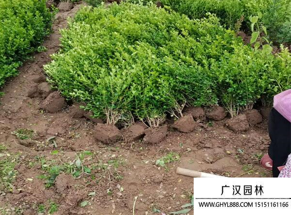 小葉黃楊 小葉黃楊