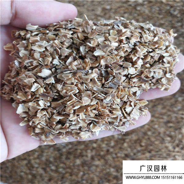 花環(huán)菊種子 花環(huán)菊種子