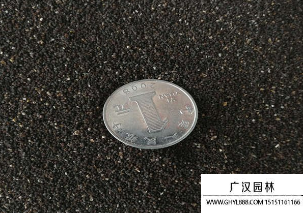 金魚草種子 金魚草種子