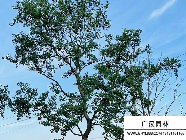 烏桕種子 烏桕種子