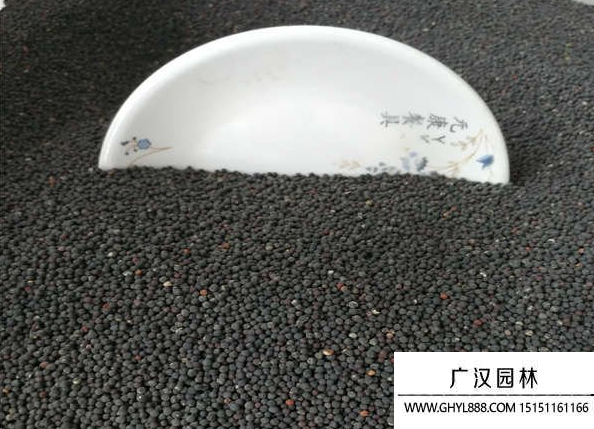 滿天星種子 滿天星種子