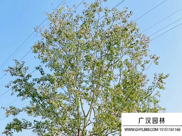 烏桕種子 烏桕種子