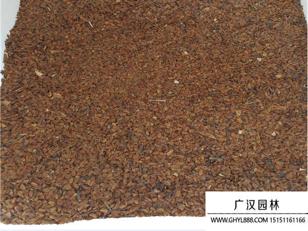 香椿種子 香椿種子