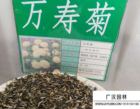 萬壽菊種子 萬壽菊種子