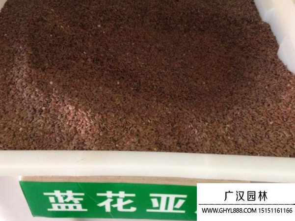 藍(lán)花亞麻種子 藍(lán)花亞麻種子