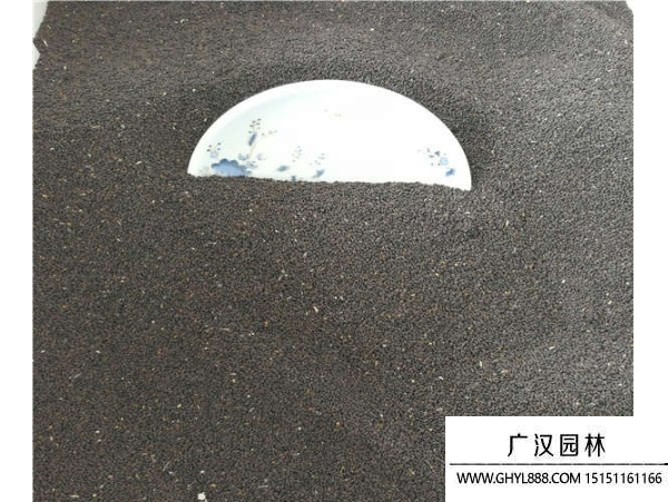 蘭花鼠尾草種子 蘭花鼠尾草種子