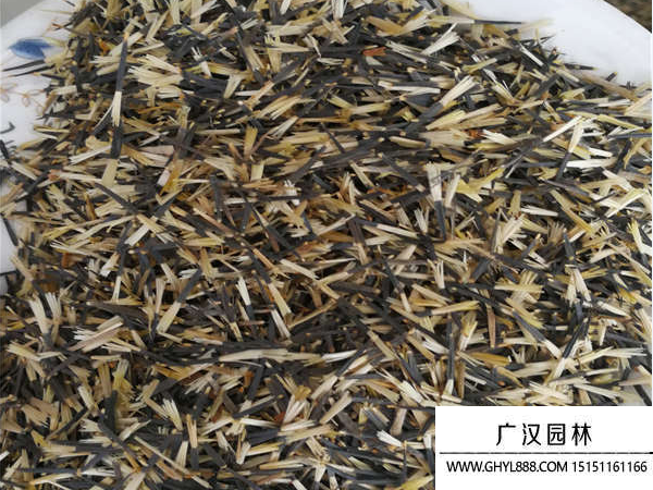 孔雀草種子 孔雀草種子