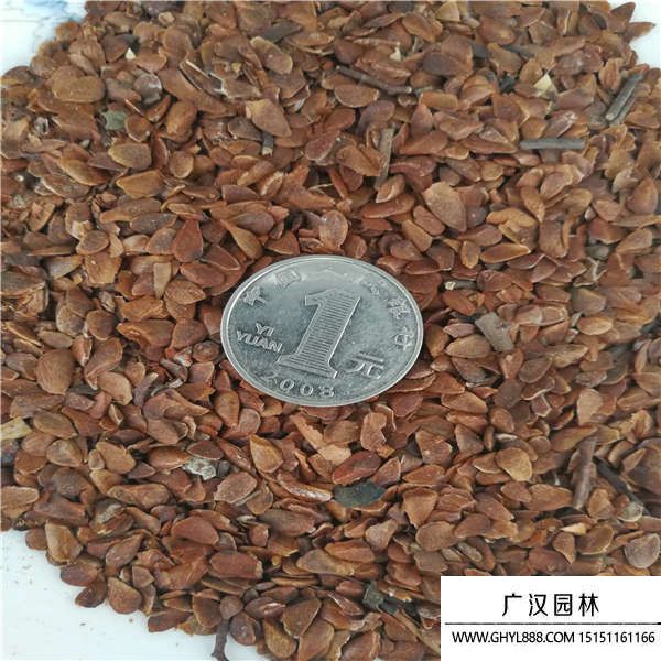 香椿種子 香椿種子