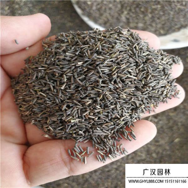 細(xì)葉美女櫻種子 細(xì)葉美女櫻種子