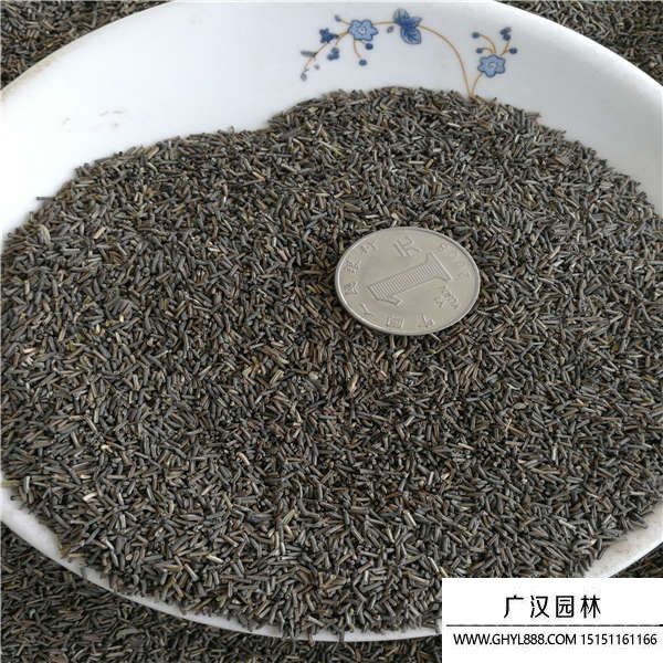 細(xì)葉美女櫻種子 細(xì)葉美女櫻種子