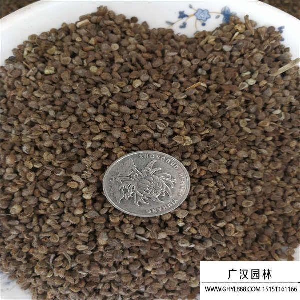 勿忘草種子 勿忘草種子