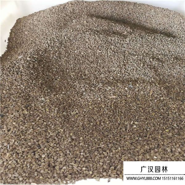 勿忘草種子 勿忘草種子