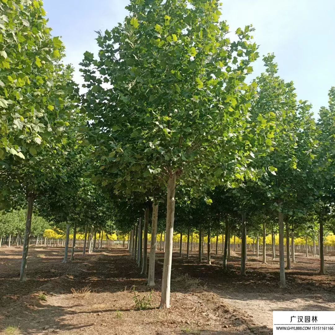 速生法桐 速生法桐