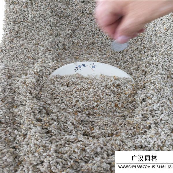 永生菊種子 永生菊種子