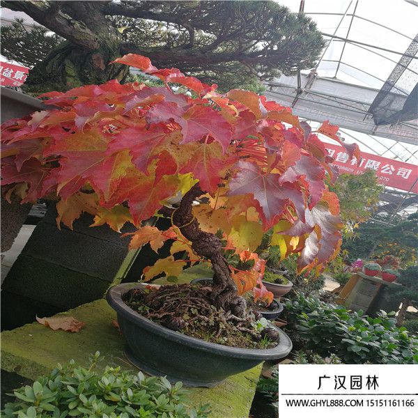 美國(guó)爬山虎盆景 (3).jpg