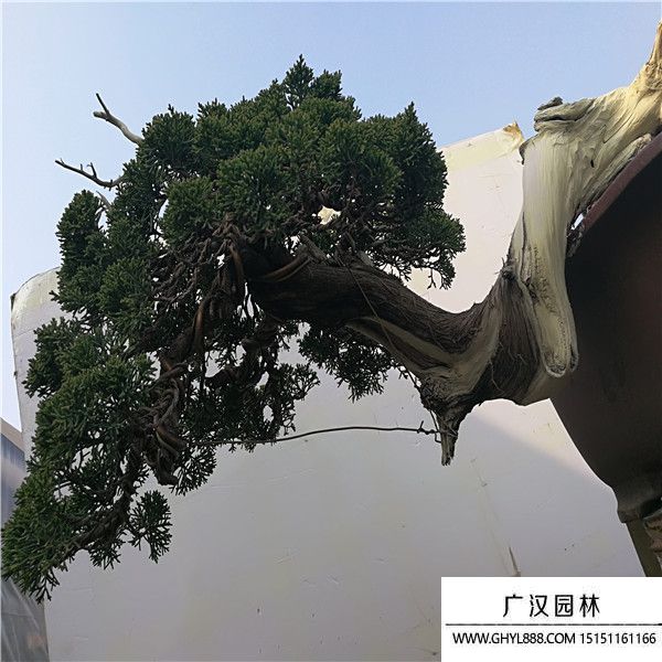 山采系魚川真柏 (1).jpg