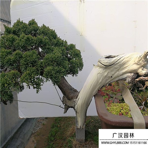 山采系魚川真柏 (2).jpg