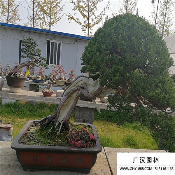 山采系魚川真柏 (3).jpg