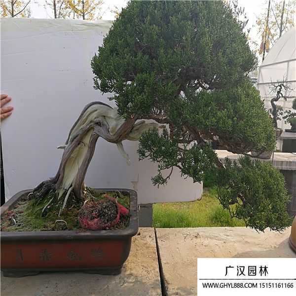 山采系魚川真柏 (4).jpg