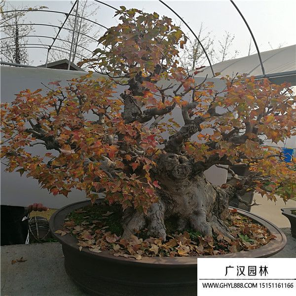 唐楓盆景 (2).jpg