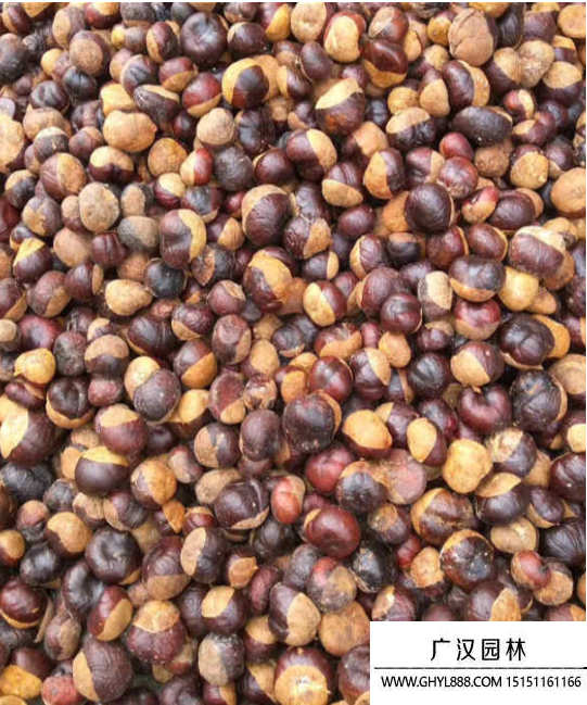 七葉樹(shù)種子 七葉樹(shù)種子