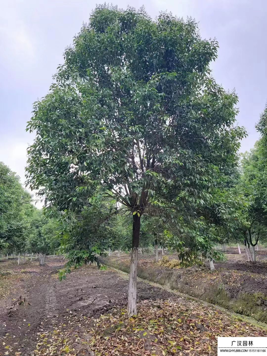 大葉女貞 大葉女貞