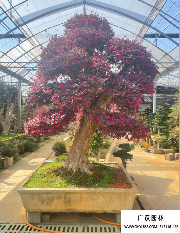紅花繼木盆景 紅花繼木盆景