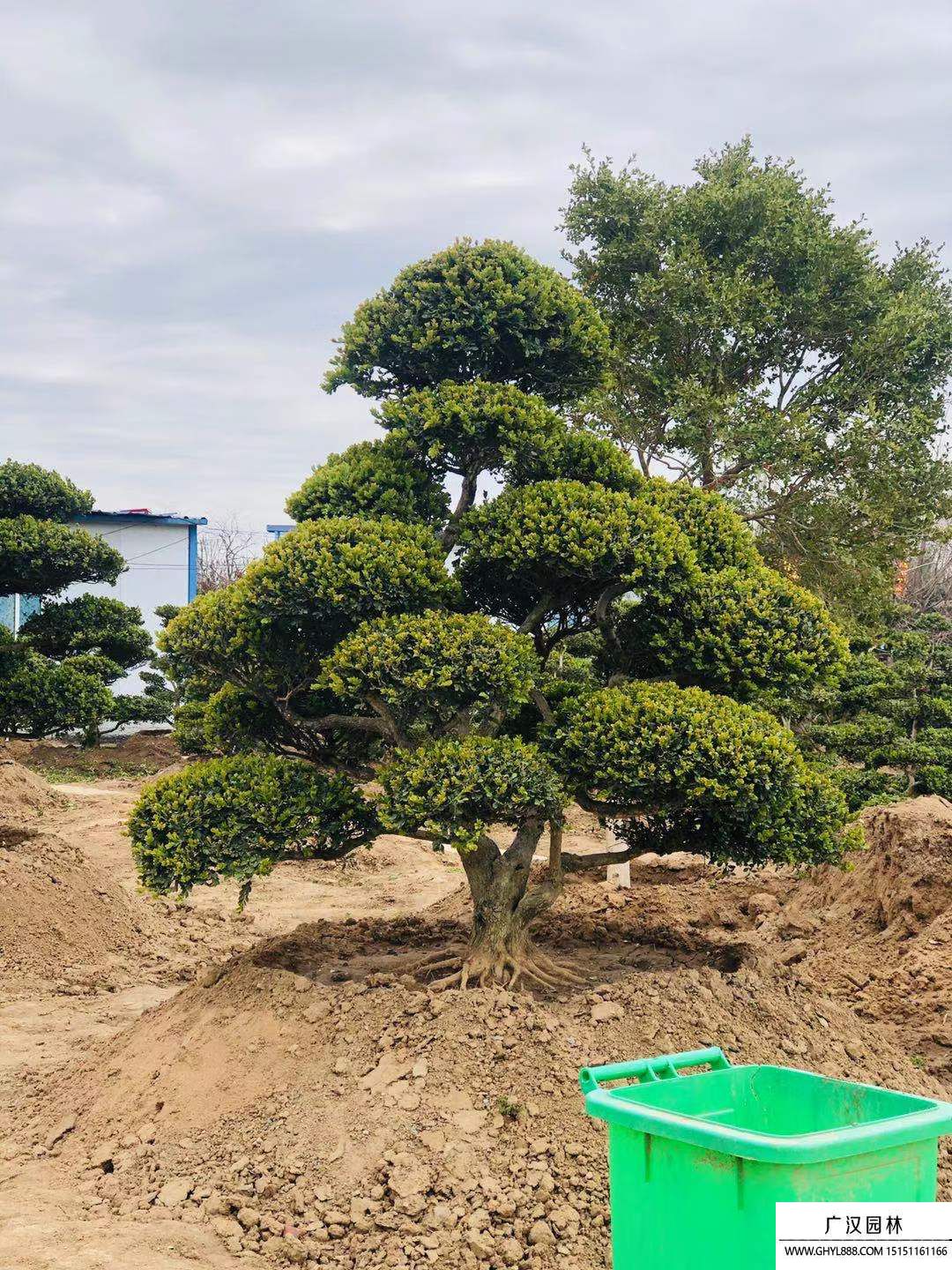 黃楊地景樹盆景