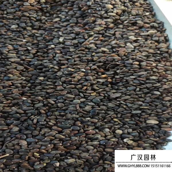 刺槐種子 刺槐種子