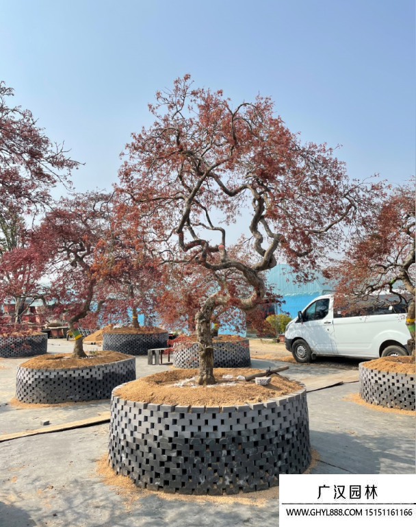 羽毛楓地景盆景
