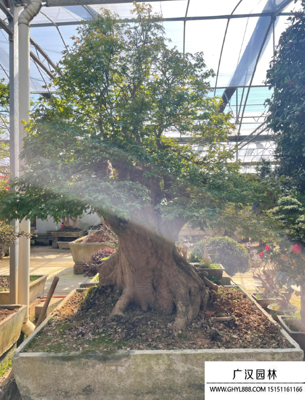 三角楓盆景 三角楓盆景