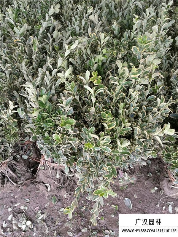 金邊黃楊苗 金邊黃楊苗