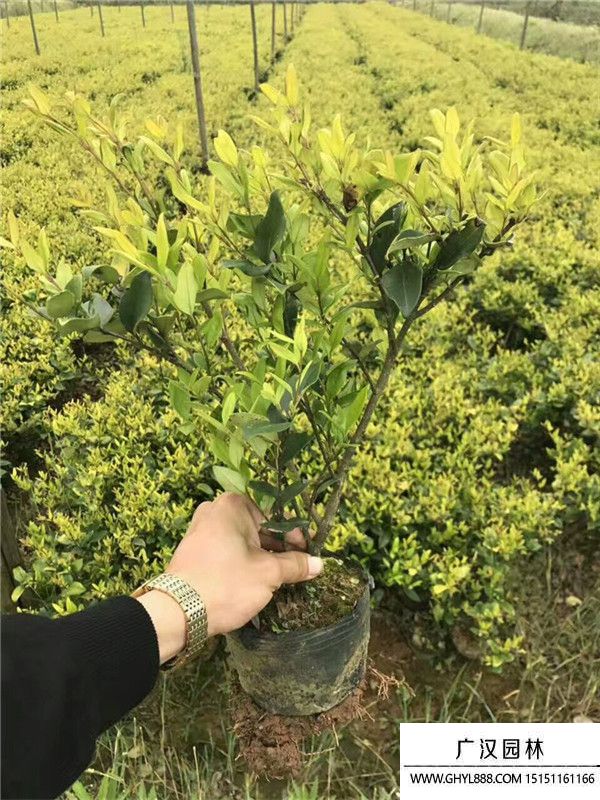 金森女貞苗 金森女貞苗