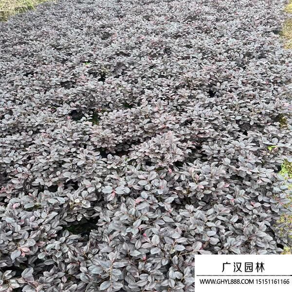 紅花繼木 紅花繼木