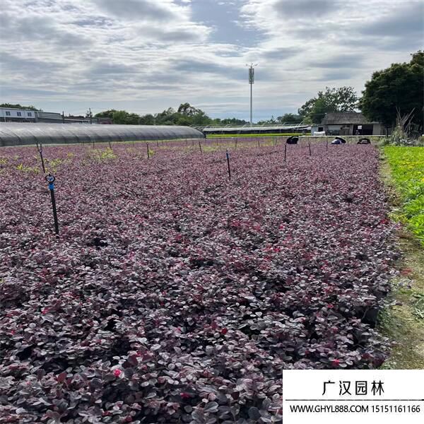 紅花繼木 紅花繼木