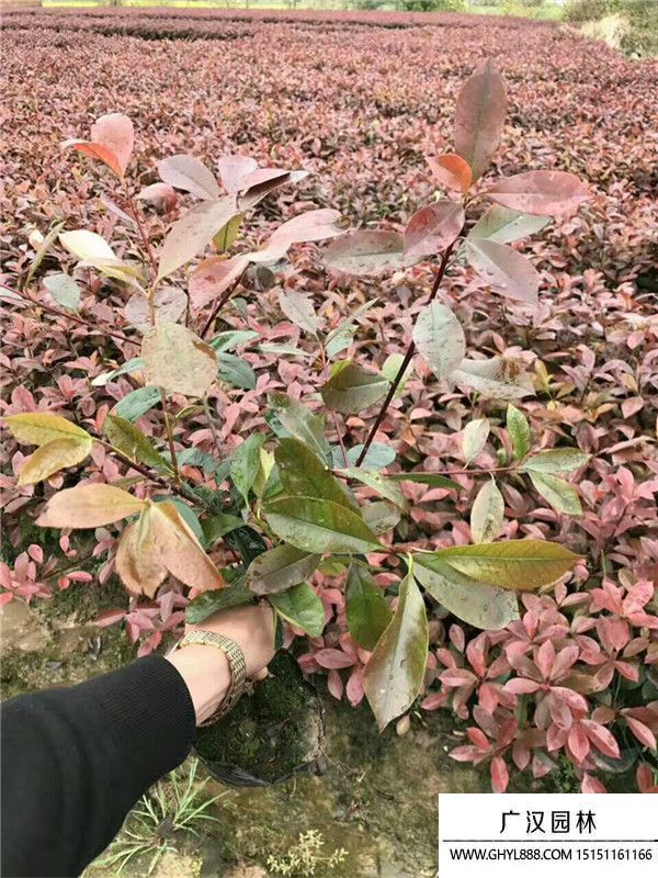 紅葉石楠 紅葉石楠