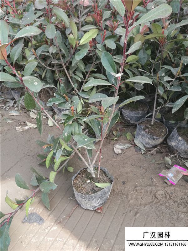 紅葉石楠 紅葉石楠