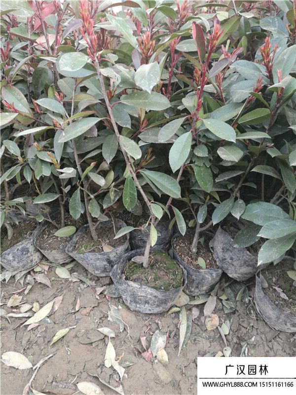 紅葉石楠 紅葉石楠