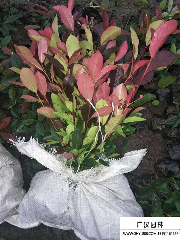 紅葉石楠 紅葉石楠