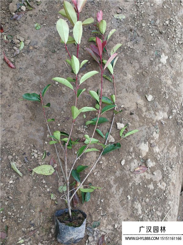 紅葉石楠 紅葉石楠