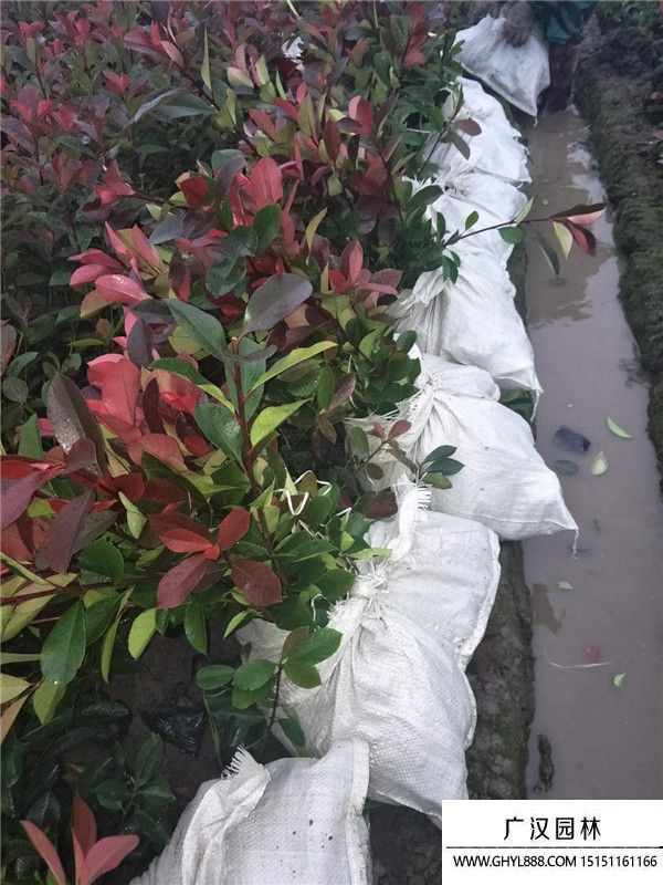 紅葉石楠 紅葉石楠