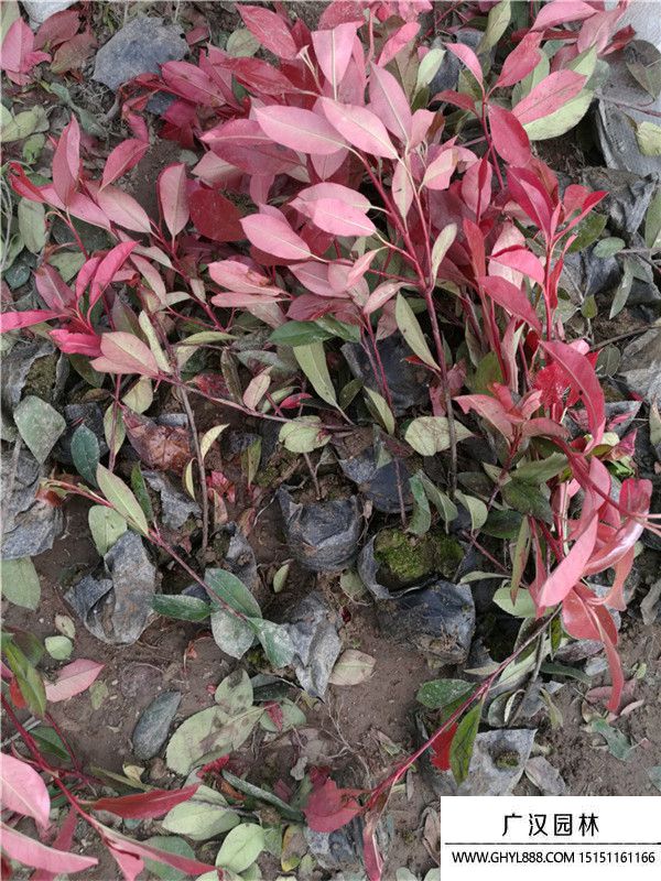 紅葉石楠 紅葉石楠